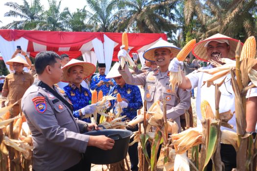 Panen Raya Jagung Kuartal II Tahun 2025, Polres Kampar Dukung Swasembada Pangan Nasional