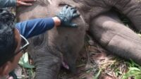 Turunkan Tim Khusus, Polda Riau Usut Penyebab Kematian Gajah Tari di TNTN
