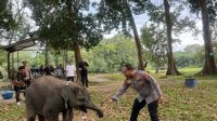 Sembari Patroli, Kapolda Riau Kunjungi Keluarga Gajah di TWA Buluh Cina